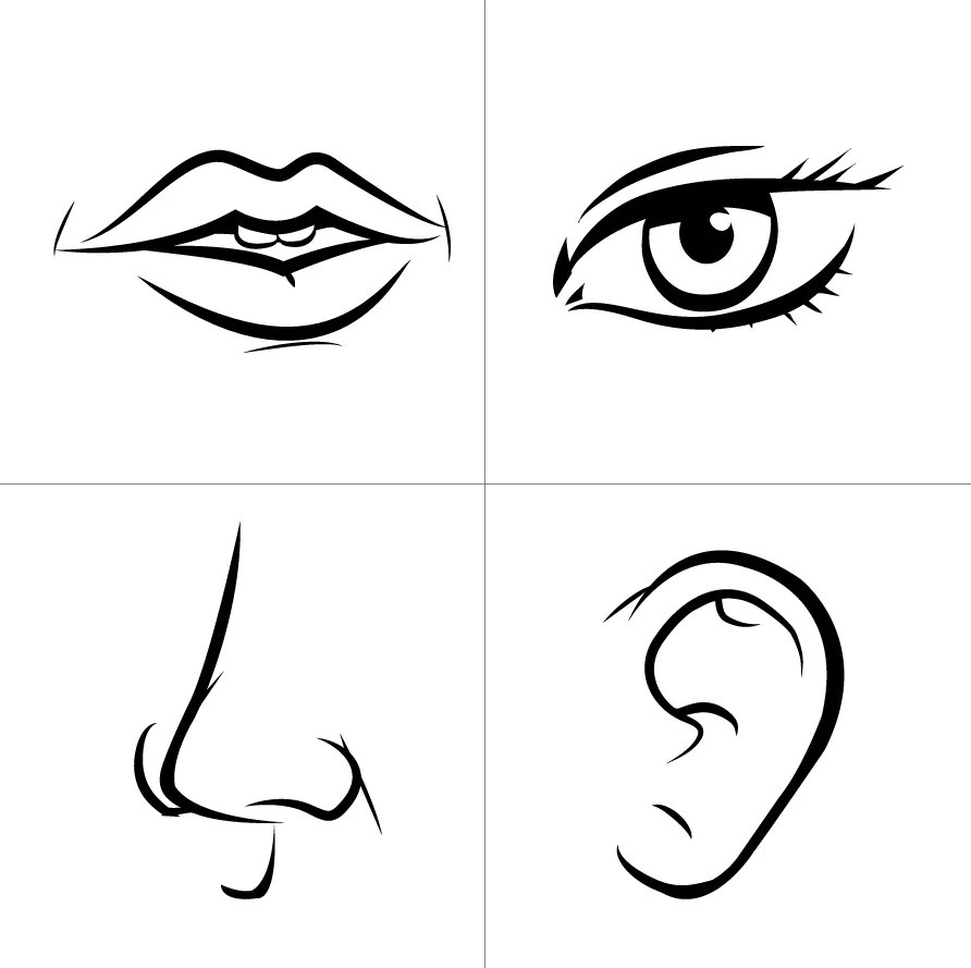 Sense organs