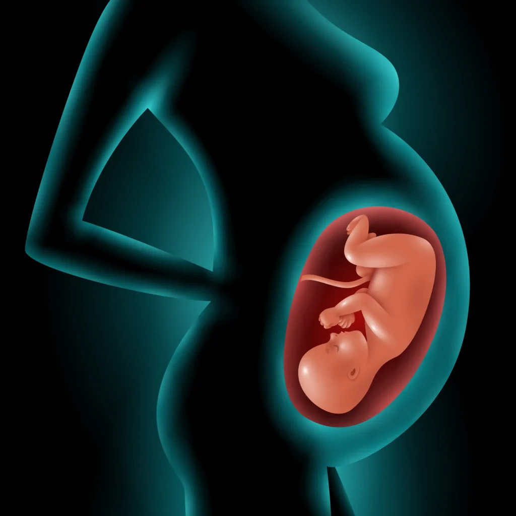 Development of the Human Foetus
