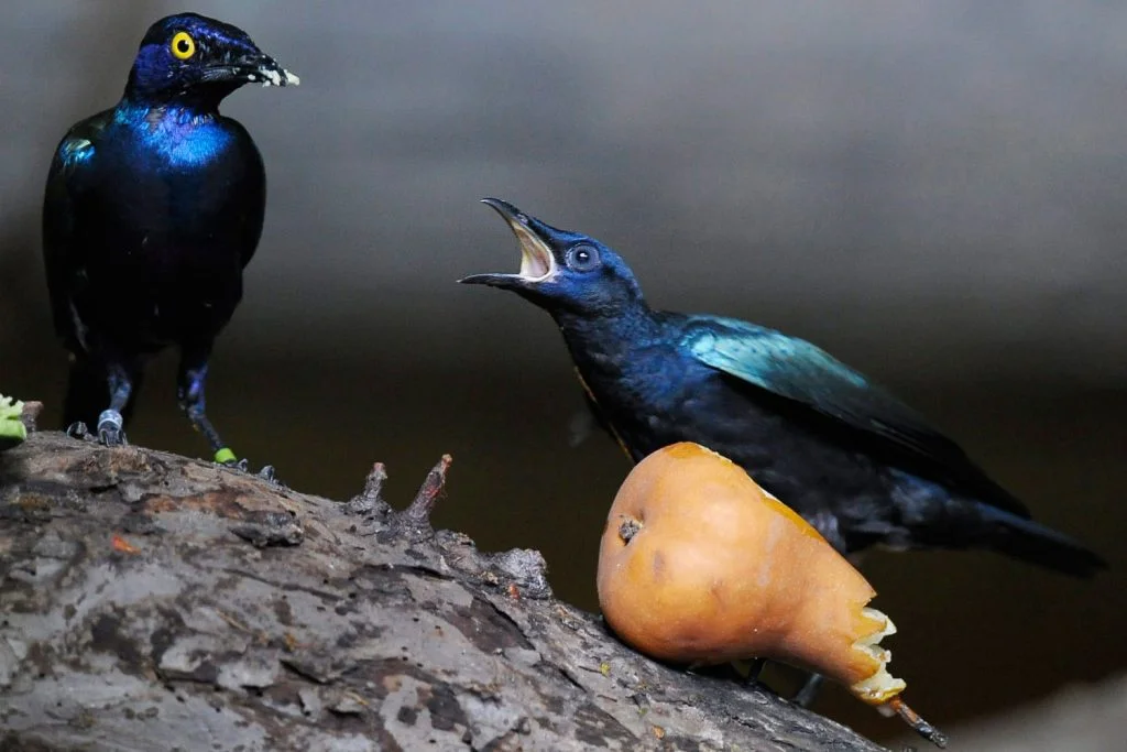 Instinctive Nature