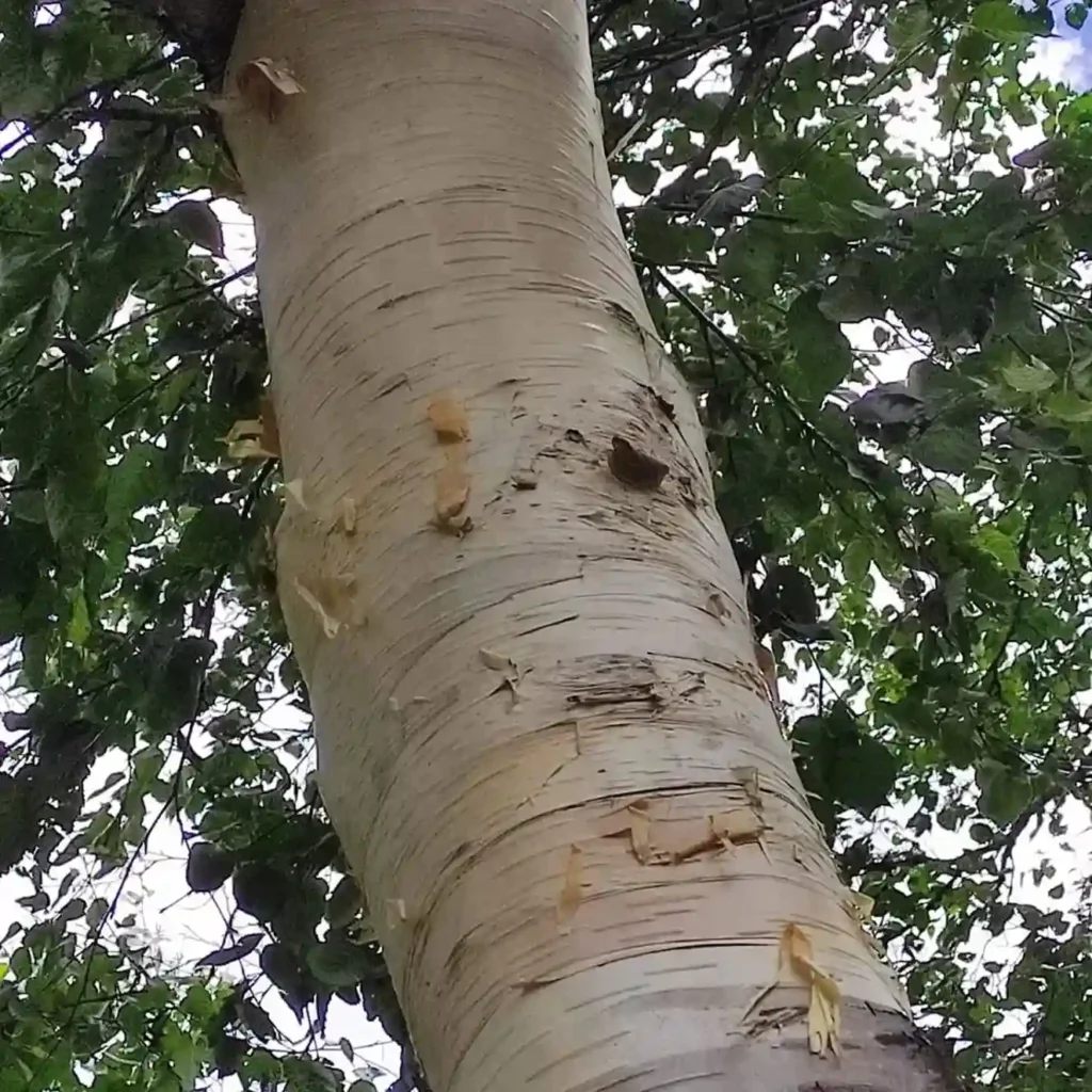 The Himlayan Birch Tree Used To Make Bhoj Patra Sheets