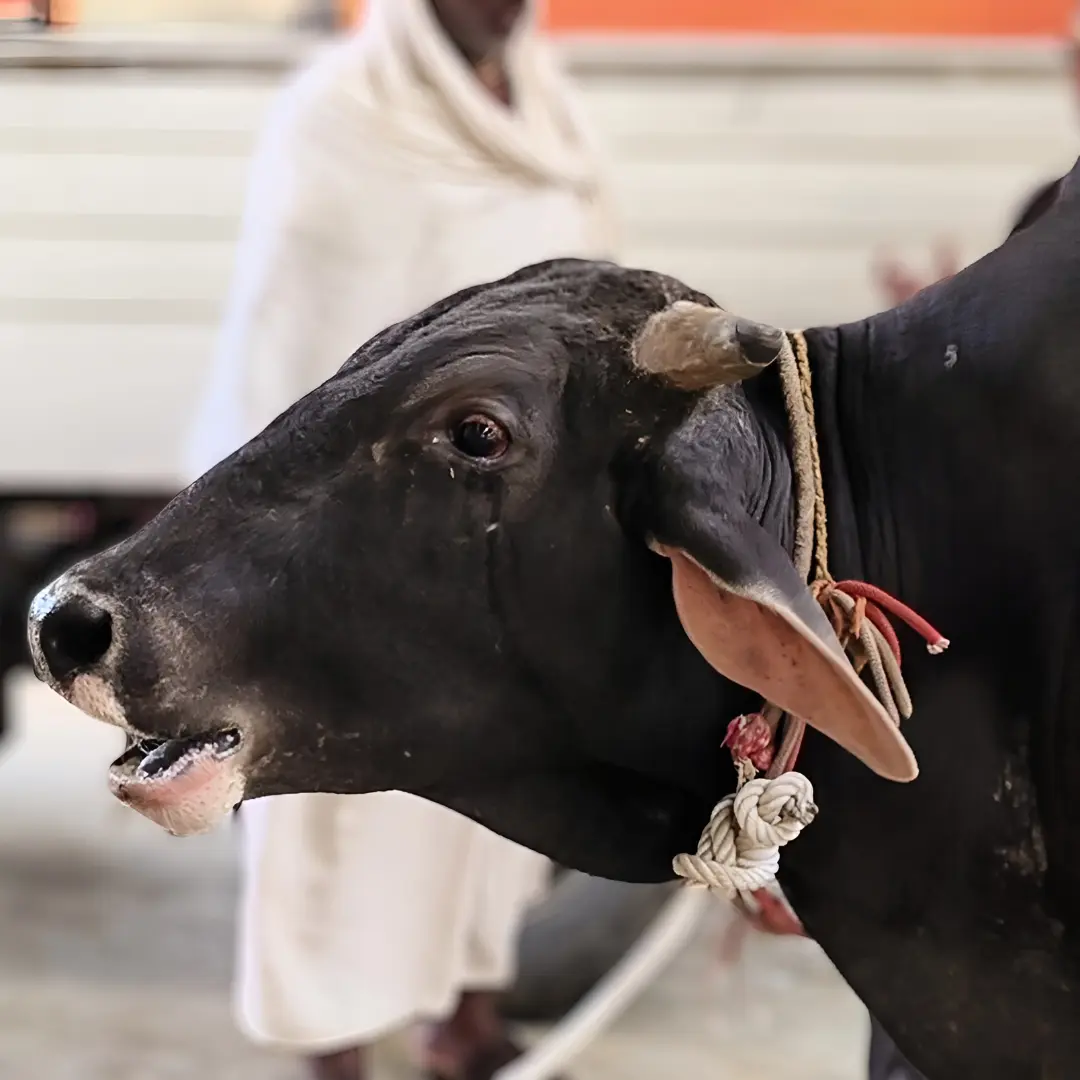Bhola-a-bull-receiving-treatment