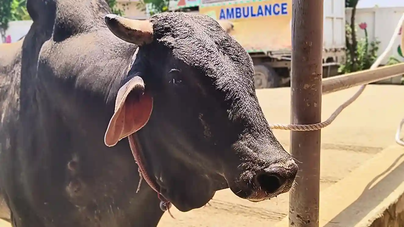 The Sacred Cow: Modern Struggles