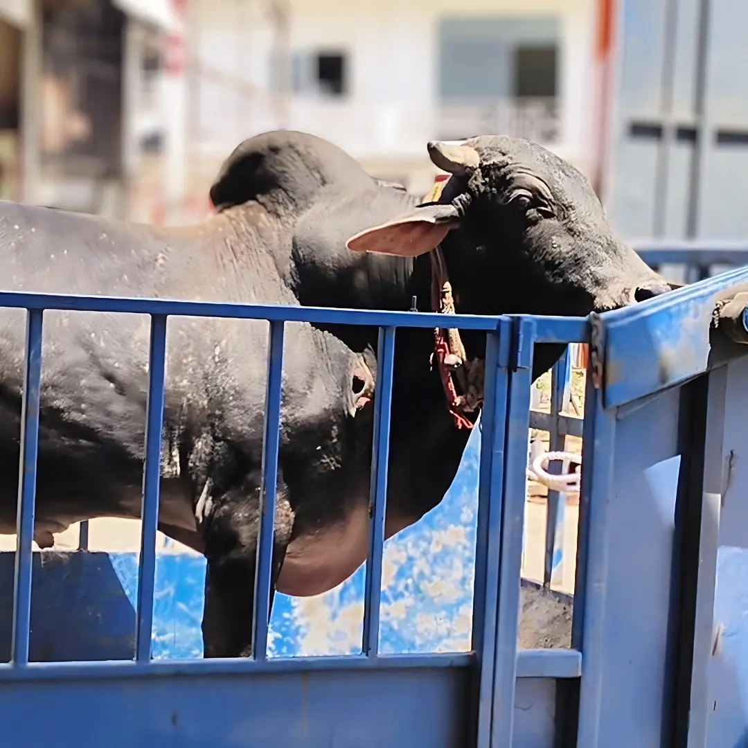 Bhola-transported-to-Cow-Hospital
