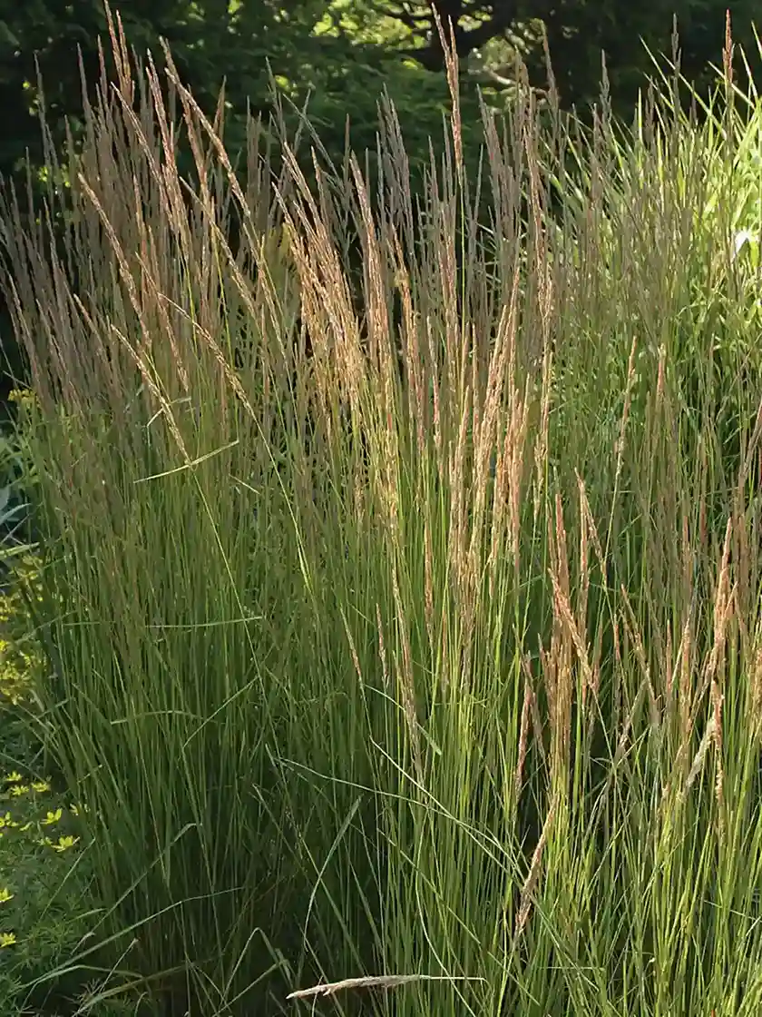 Reed