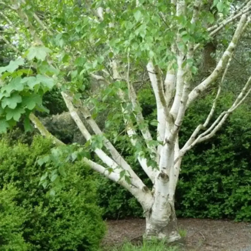 Himalayan Birch Tree