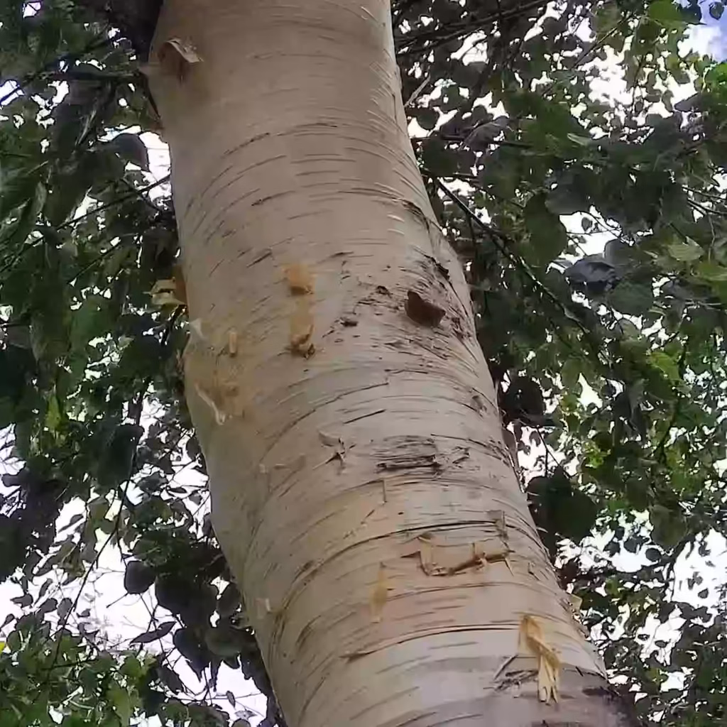 The Himalayan Birch Tree Bhojpatra 