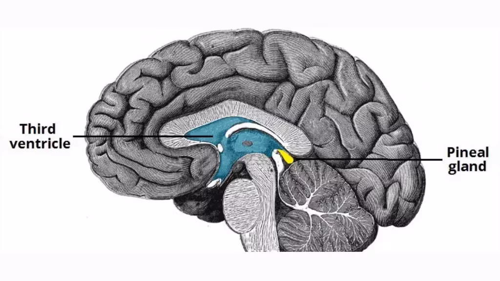 Pineal Gland